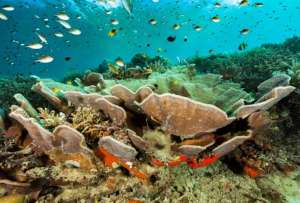 Un ecosistema resiliente ante el cambio climático.