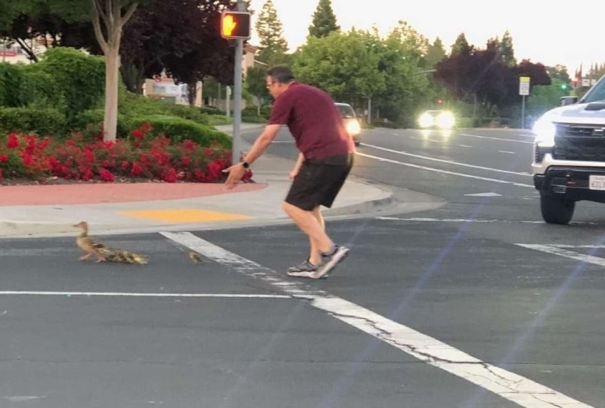 El hombre ayudaba a cruzar a los patos cuando fue arrollado