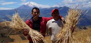 El programa Cultiva, de Moderna Alimentos, impulsa compra de trigo a peque&ntilde;os productores. 