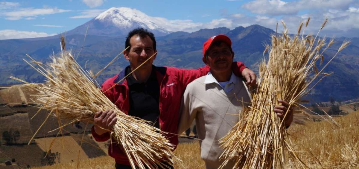 El programa Cultiva, de Moderna Alimentos, impulsa compra de trigo a peque&ntilde;os productores. 