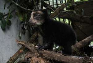El oso de anteojos tiene aproximadamente 4 meses edad. Foto: Cortes&iacute;a