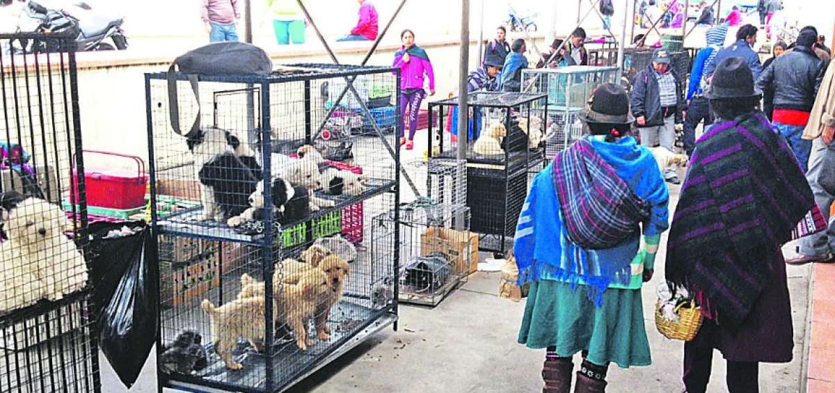 13 de junio de 2016. En este sitio se comercializan decenas de mascotas los lunes en un sector del mercado Am&eacute;rica, al suroriente de la ciudad de Ambato.
