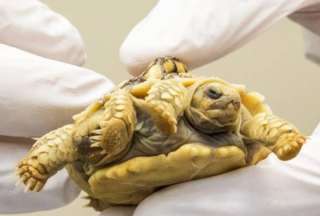 Según científicos, la tortuga podría vivir hasta 150 años.