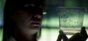 Al igual que el dengue y la fiebre chikungu&ntilde;a, el virus zika es transmitido por el mosquito Aedes Aegypti.