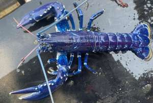 Pescador encontró una rara langosta azul