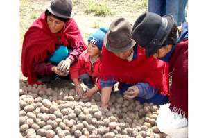 La producci&oacute;n de papas mejor&oacute; en Chimborazo con el uso de semillas m&aacute;s resistentes. FOTO: ELIZABET MAGGI