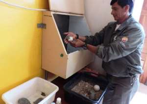 El proceso de incubaci&oacute;n consiste en colocar los huevos en la misma posici&oacute;n que fueron encontrados, dentro de cajas con temperatura controlada. Foto: Cortes&iacute;a Parque Nacional Gal&aacute;pagos