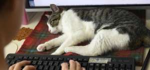 Gatos ayudan a combatir el estr&eacute;s en una empresa de Tokio