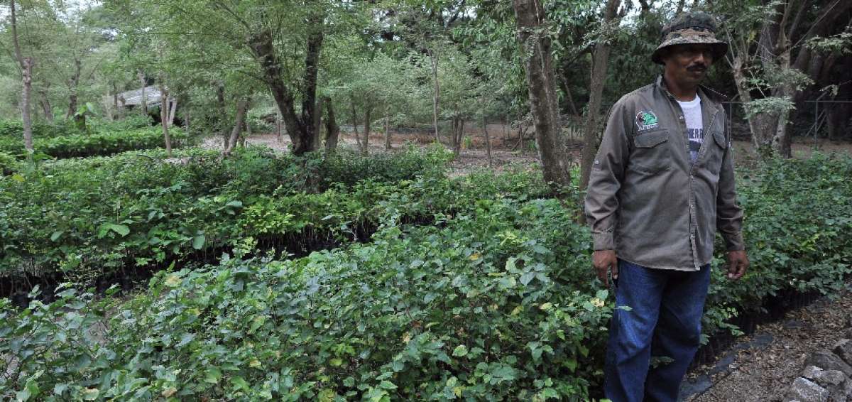 En el vivero de la Fundaci&oacute;n Pro-Bosque se vigila el crecimiento de los &aacute;rboles. Estos ser&aacute;n trasplantados.