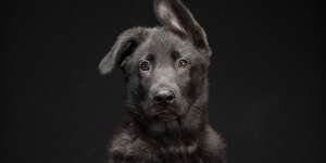 El fot&oacute;grafo Fred Levy sale en defensa de los perros negros (GALER&Iacute;A)
