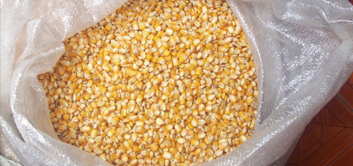Ecuador importar&aacute; 100.000 toneladas de ma&iacute;z hasta diciembre