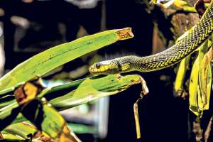 UNA MUESTRA DE LA MINIFAUNA QUITE&Ntilde;A