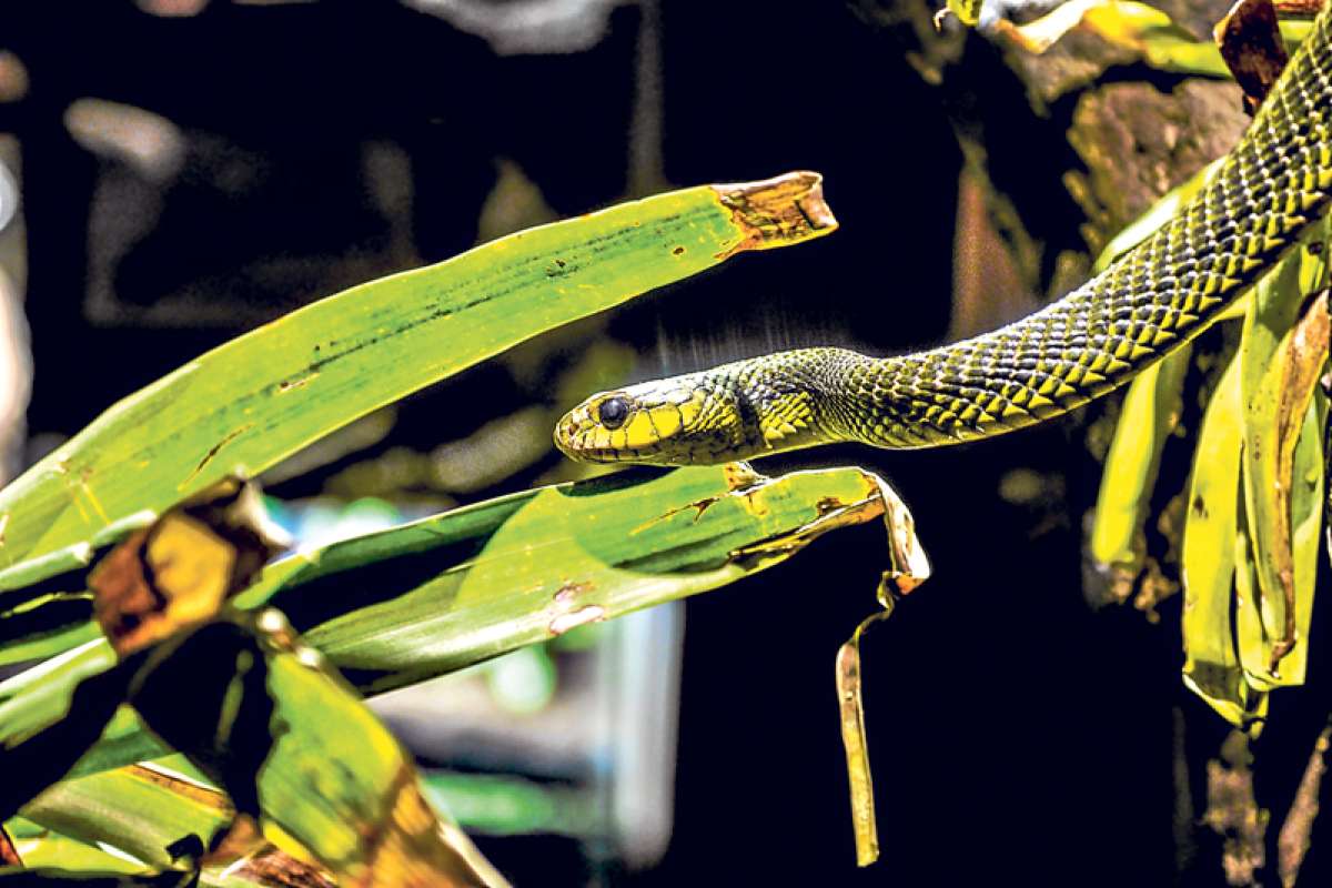 UNA MUESTRA DE LA MINIFAUNA QUITE&Ntilde;A