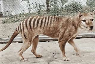 Investigadores tratan de revivir a un tigre de Tasmania extinto hace 83 años