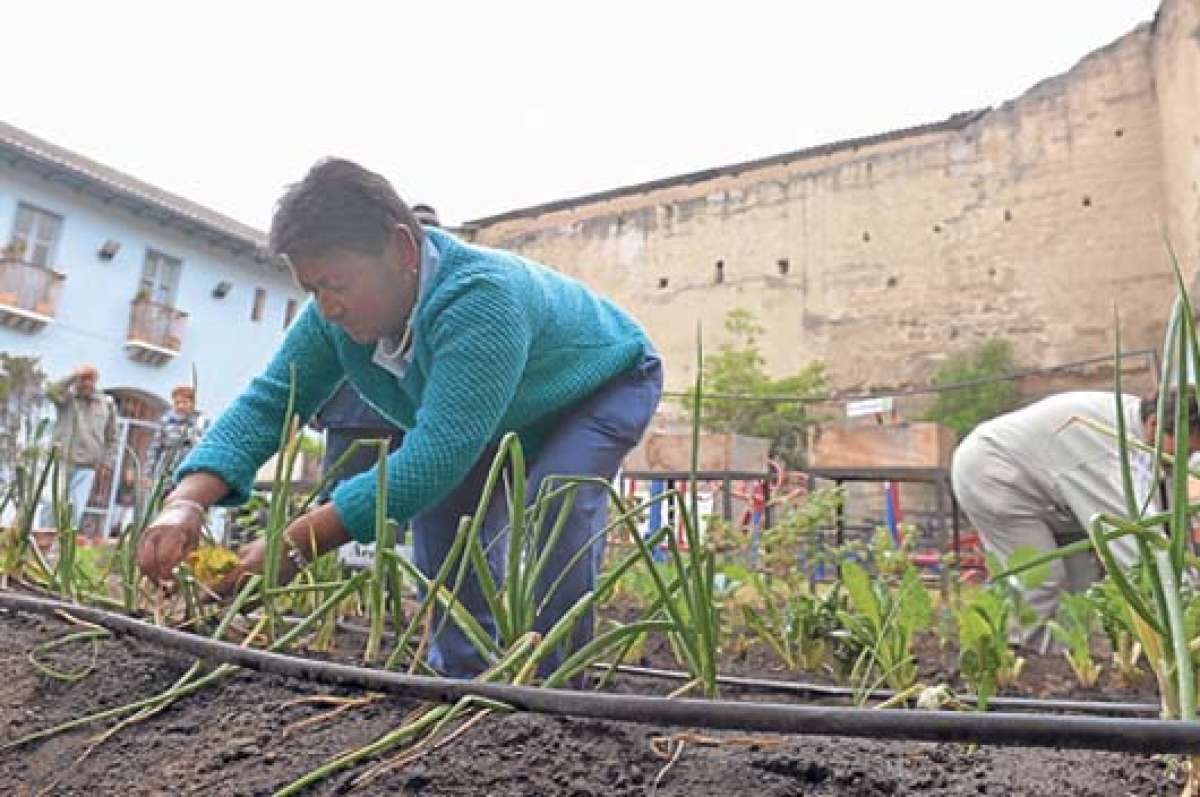 En el Centro Hist&oacute;rico de Quito, en el Museo de la Ciudad, unos adultos mayores mantienen un huerto urbano donde siembran hortalizas para su consumo. Foto: &Aacute;lvaro P&eacute;rez