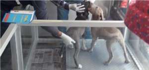 Cerca de cincuenta animales fueron rescatados al sur de Quito