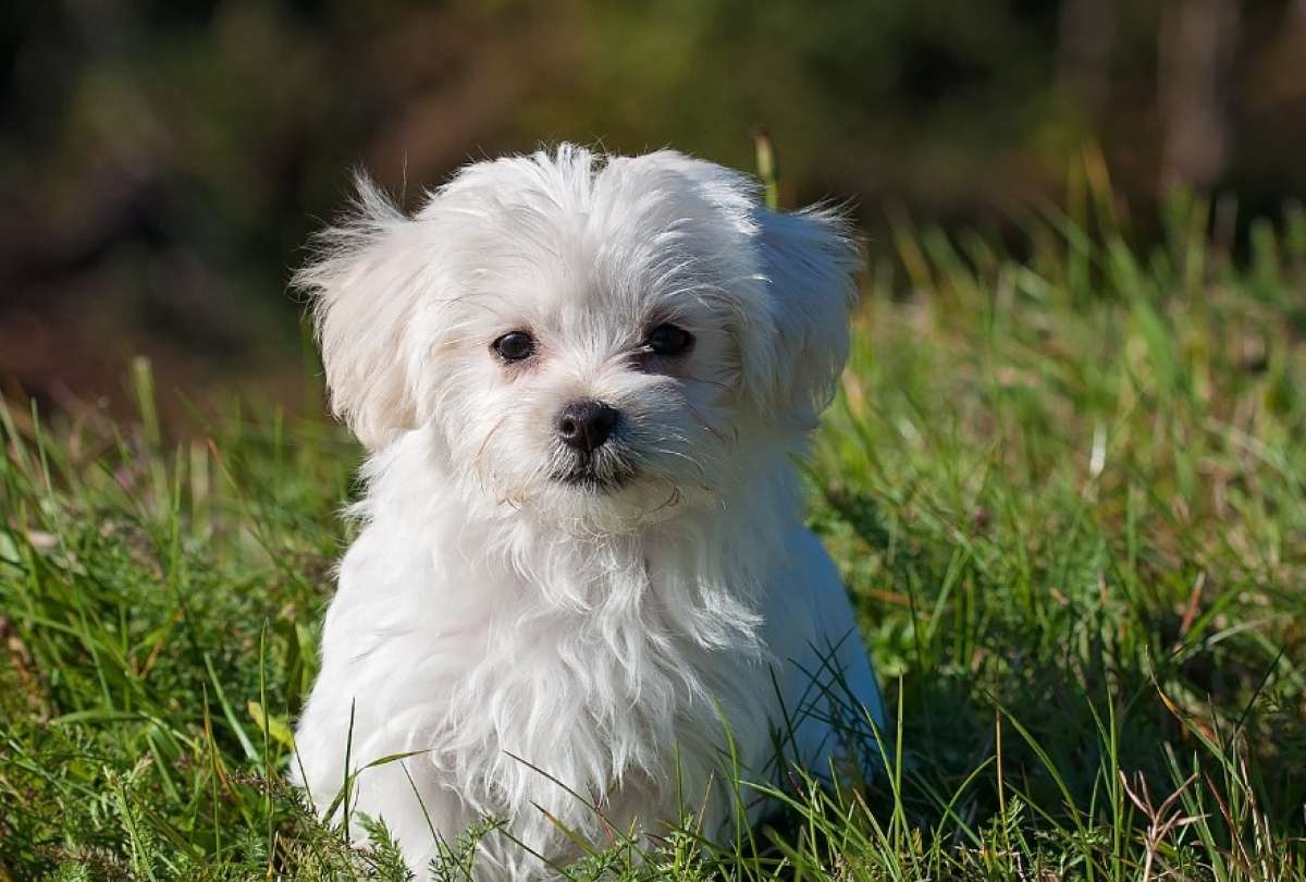 Cinco recomendaciones necesarias para cuidar la salud de tu perro