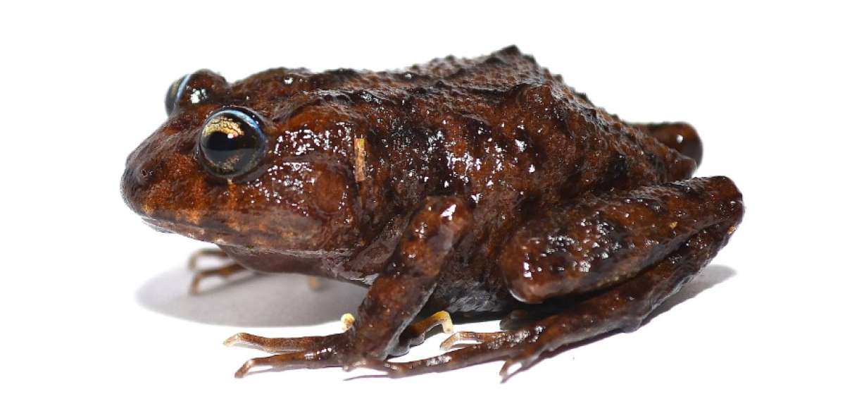 Hallada una nueva especie de anfibio en Ecuador