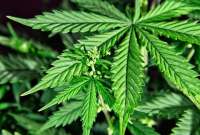 Nueva York entregará recursos para formación en cannabis