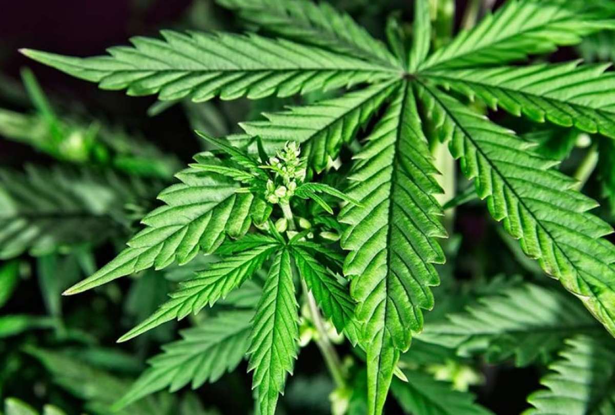 Nueva York entregará recursos para formación en cannabis