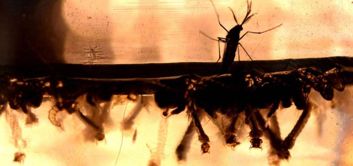 No existe vacuna, tratamiento ni pruebas de diagn&oacute;stico r&aacute;pido para el virus. Seg&uacute;n la OMS, al menos 12 laboratorios est&aacute;n trabajando en una vacuna.