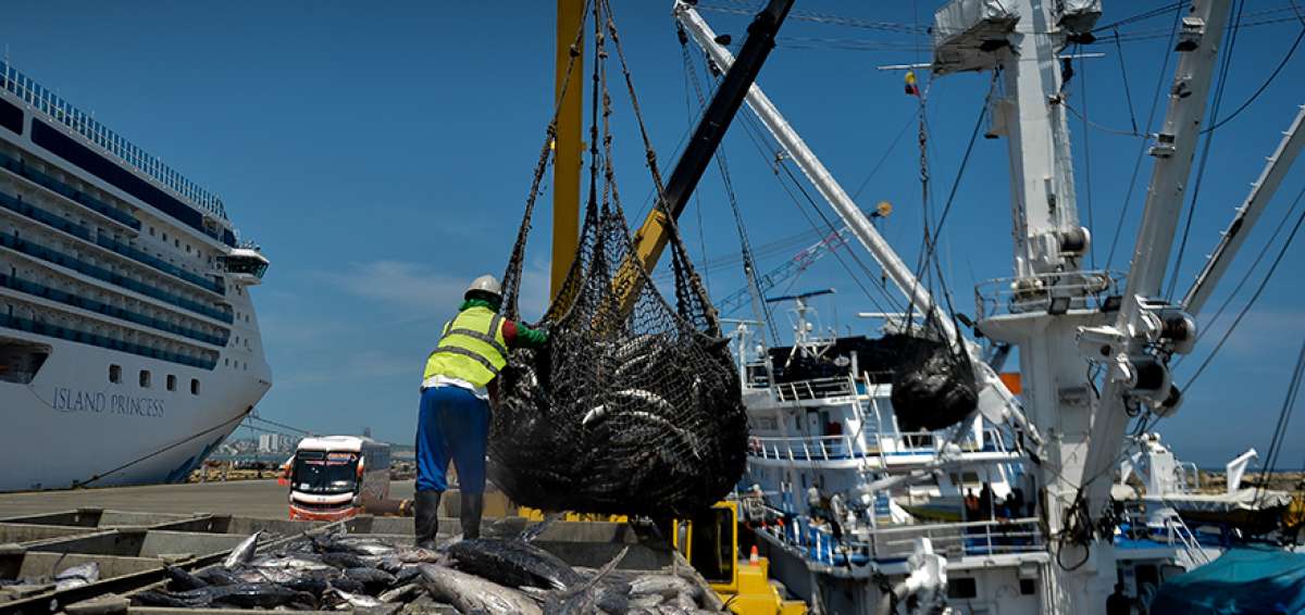 El 70% de las industrias se instala en Manta, considerada la &ldquo;capital del at&uacute;n&rdquo;.  250.000 toneladas provienen de las capturas de la flota nacional.    