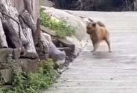 Un tierno video ha conmovido las redes sociales. Las imágenes son protagonizadas por dos perros amigos.
