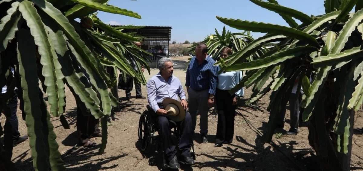 El Primer Mandatario, Len&iacute;n Moreno (izq.) dialoga con Orlin S&aacute;nchez (der.) durante su visita a una hacienda donde se siembre pitahaya de exportaci&oacute;n.