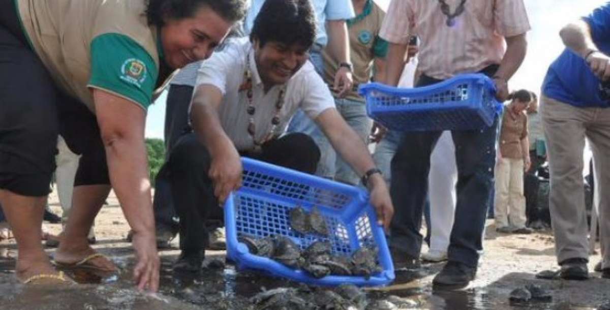 Evo Morales libera 100 mil cr&iacute;as de tortuga en la Amazonia para repoblamiento