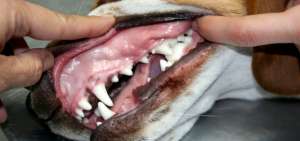 &iquest;C&oacute;mo limpiar la dentadura del perro?