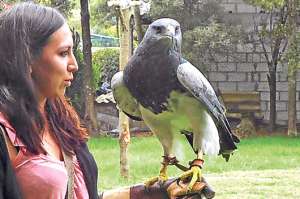 El &aacute;guila permaneci&oacute; en el zool&oacute;gico seis a&ntilde;os bajo el cuidado de sus propietarios. En los &uacute;ltimos meses recibi&oacute; el adiestramiento de los cetreros. Foto: Rodrigo Matute /El Telegrafo