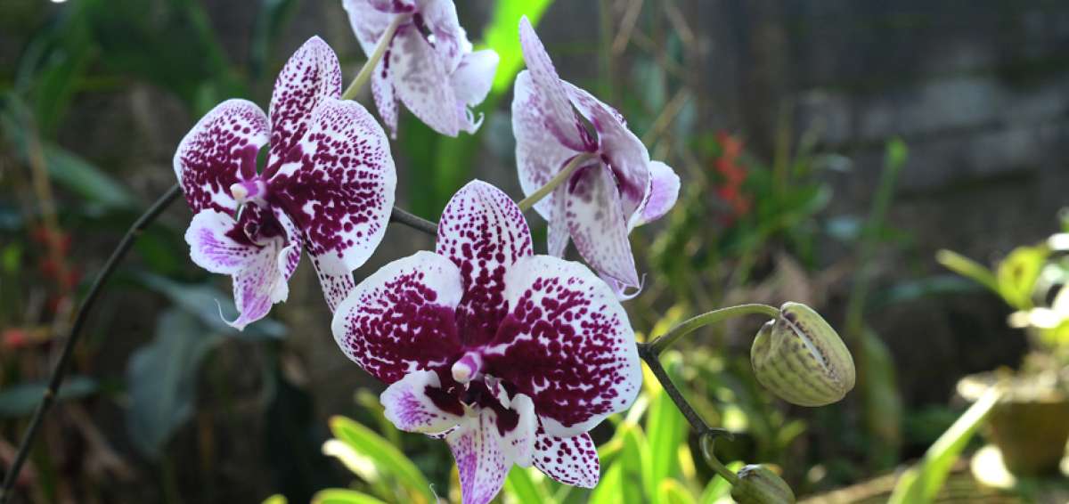 El orquideario de la familia Gaibor en Montalvo