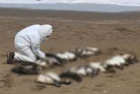 2.000 pingüinos mueren en las playas de Uruguay