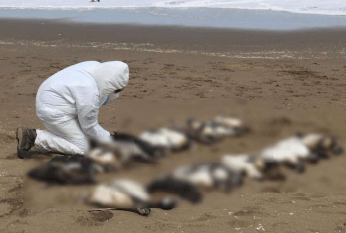 2.000 pingüinos mueren en las playas de Uruguay