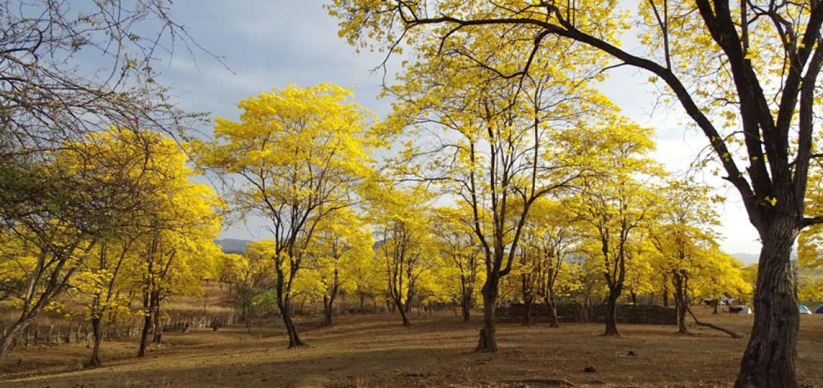 Los guayacanes siguen florecidos en Zapotillo