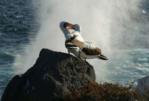 Encuentran arrecifes prístinos en las profundidades de las aguas de Galápagos
