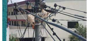 Bomberos rescataron a un perro atrapado entre cables de luz (Galer&iacute;a)