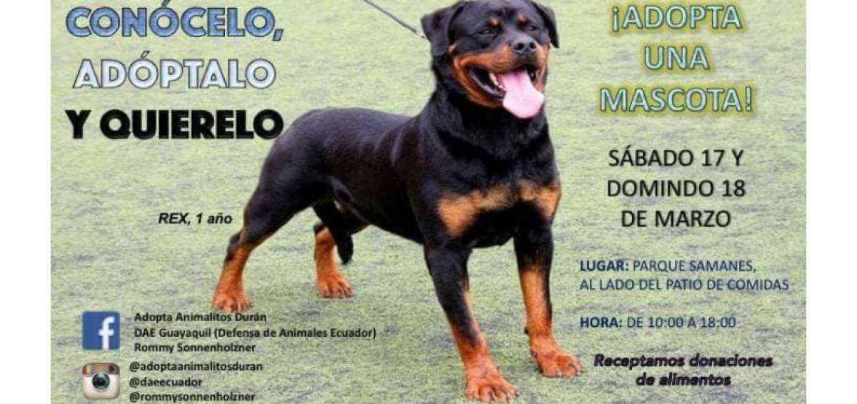 Grupos animalistas realizar&aacute;n bingo y feria de adopci&oacute;n de mascotas en Guayaquil