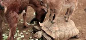 La cabra es una de las especies invasoras en Gal&aacute;pagos. 