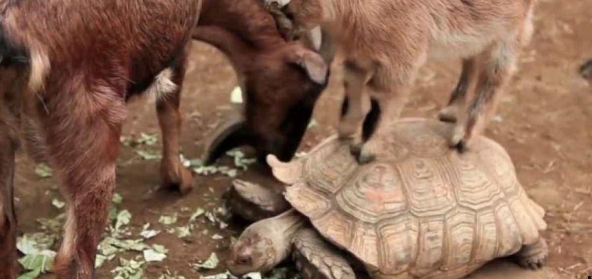 La cabra es una de las especies invasoras en Gal&aacute;pagos. 