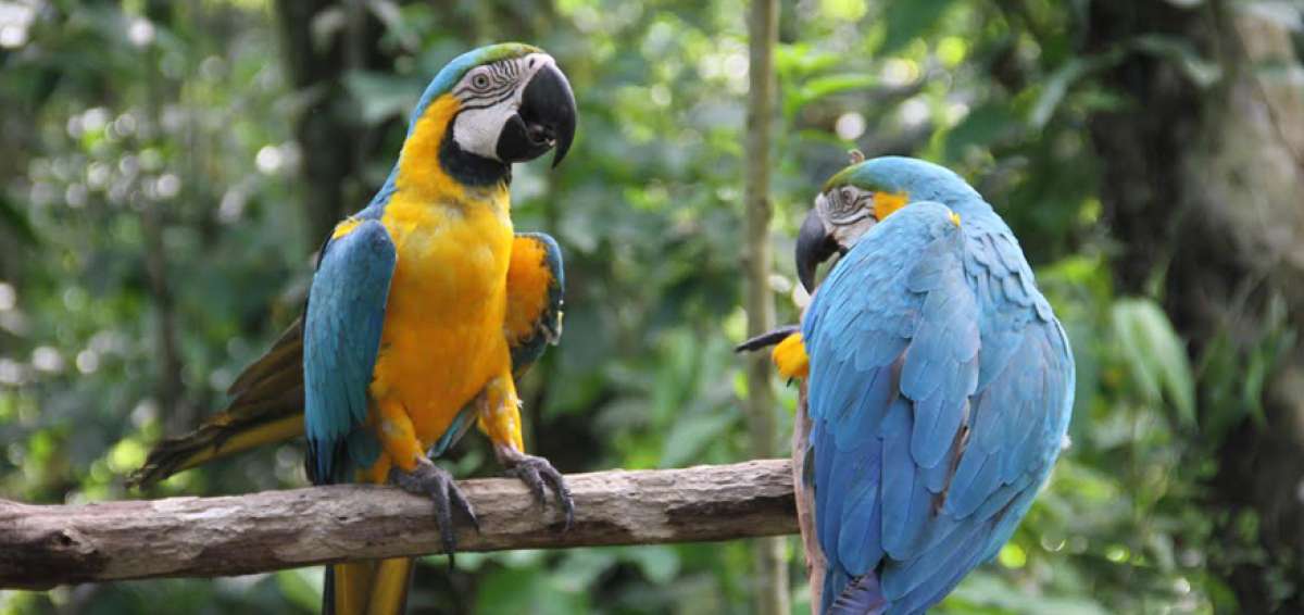 Un par de guacamayas azules y amarillas descuidaron sus alimentos, los cuales fueron robados por un mico.