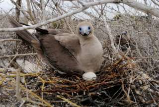 Los piqueros de patas rojas son los más afectados por el virus de la gripe aviar en Galápagos