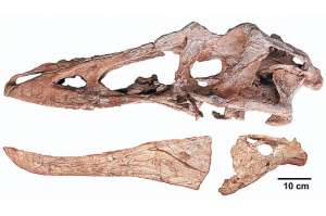 Fotograf&iacute;a de la calavera de un Qianzhousaurus apodado &lsquo;Pinocho rex&rsquo;. Foto: EFE