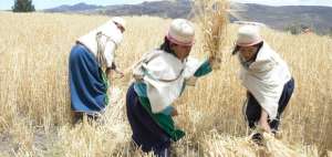 Hace pocos d&iacute;as inici&oacute; la cosecha del cereal en la comunidad de San Francisco de Bishud, en Chimborazo.