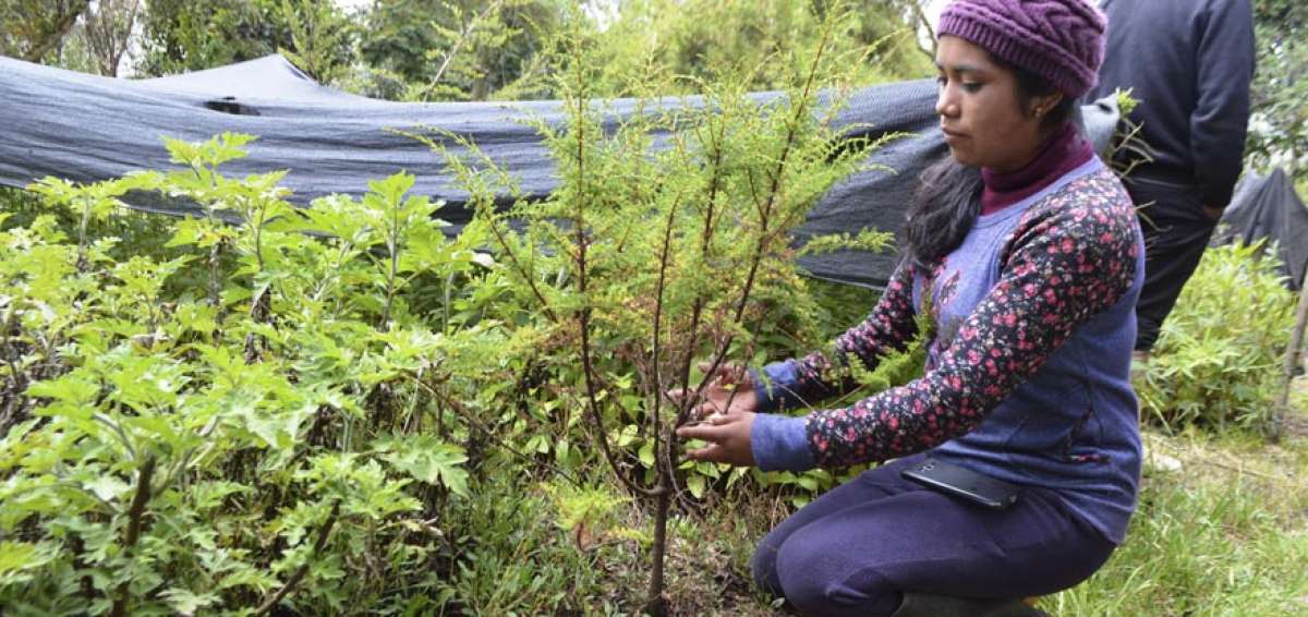 El vivero tiene una hect&aacute;rea y media de extensi&oacute;n y funciona desde hace 17 a&ntilde;os en Rasuyacu, en cotopaxi.
