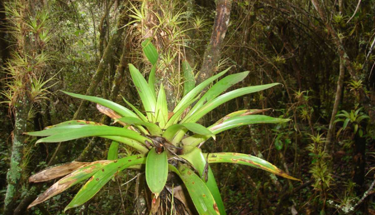 Entidades impulsan campa&ntilde;a para evitar la venta de musgo en Azuay