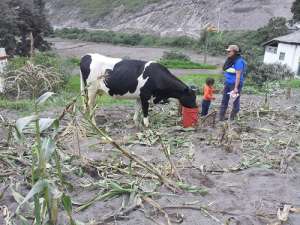 Los cultivos en los poblados cercanos al coloso se han visto afectados. Foto: Carlos Novoa / El Tel&eacute;grafo