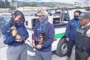 En Quito, gatos y cachorros fueron encontrados en condiciones críticas en un mercado. El presunto vendedor huyó del lugar.