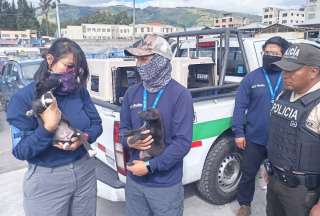 En Quito, gatos y cachorros fueron encontrados en condiciones críticas en un mercado. El presunto vendedor huyó del lugar.