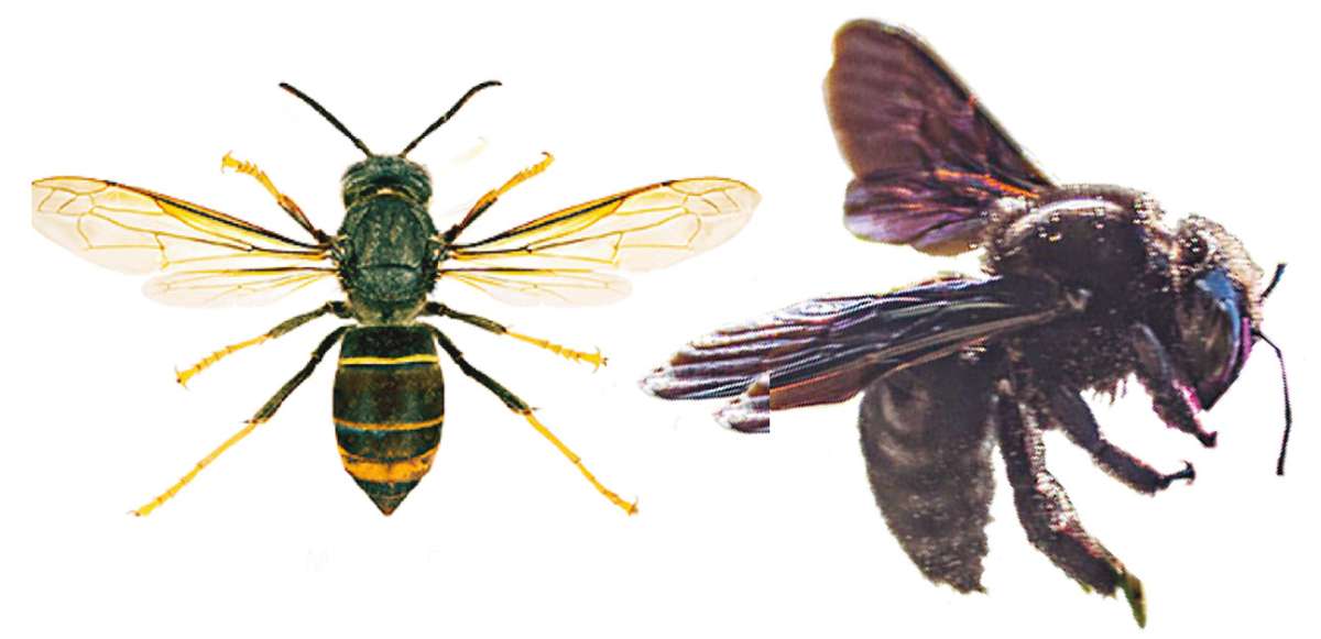 Las abejas solo defienden a su reina